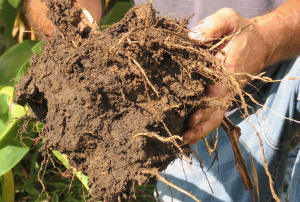 How to Measure Soil Health