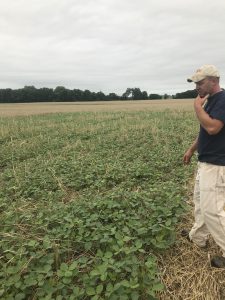 Soybean emergence created by cover crops