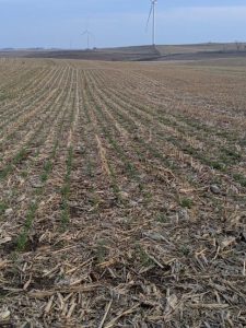 Delayed cover crop planting