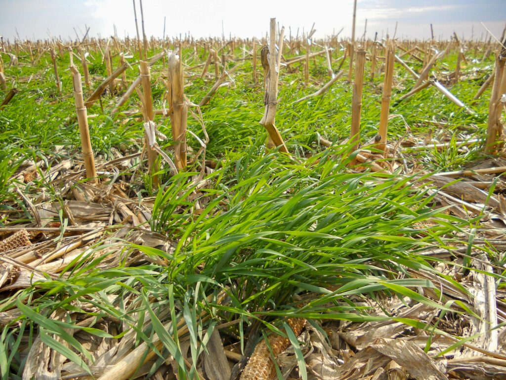 Cover crops