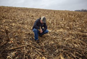 Tips for soil nitrogen management during Iowa drought