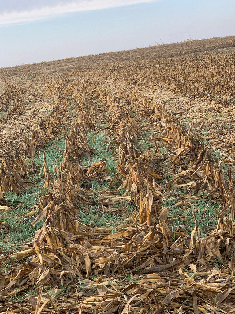 Cover crops emerging in late October 2021