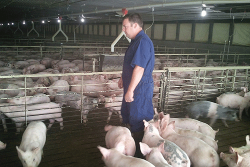 Jason Russell walking with pigs