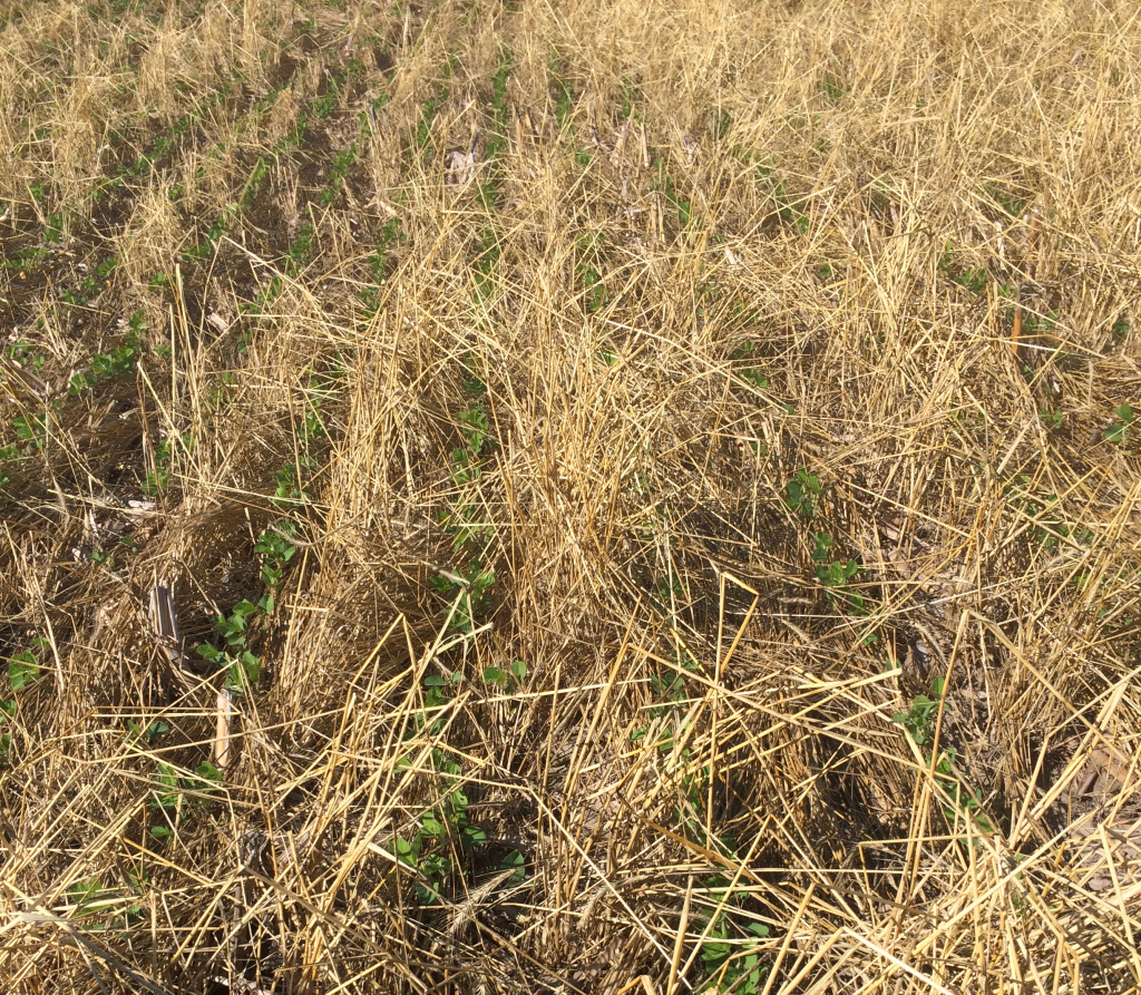 Soybeans emerge through rye cover crop