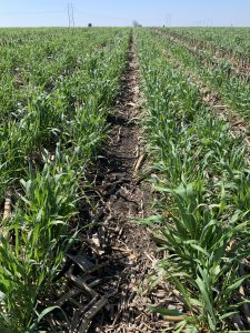 Rye cover crop drilled on 10-inch twin rows