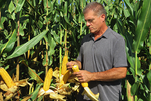 Iowa Farmer Recker Holding Corn Ears