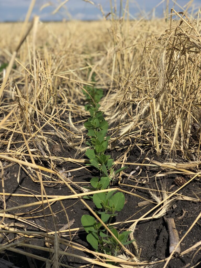 No-till soybeans planted into cover crop