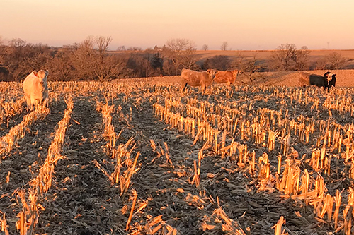 Sunset on Iowa farm with calves