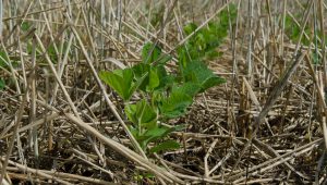 Soybeans emerging through terminated cover crop