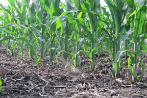 Planted cover crops on farm