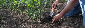 Iowa Farmer Following Best Soil Conservation Practices