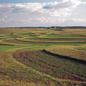 Farmed field with contour buffer strips