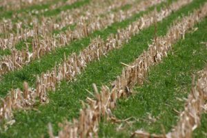 Growing cover crop after cash crop is harvested