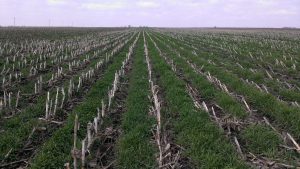 Rye cover crops