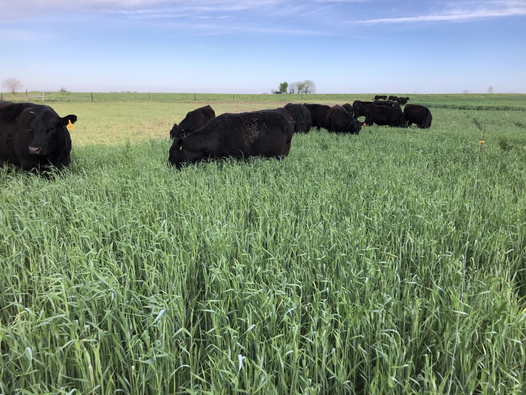 Growing cover crops and cows grazing to preserve pastures