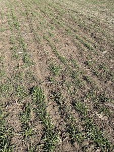 Rapidly greening cover crops