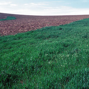 Field border