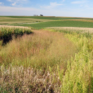 Grassed waterway on field