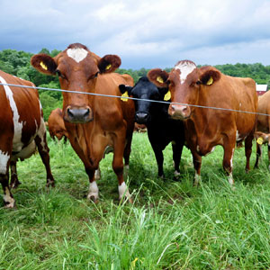 Prescribed grazing for livestock management