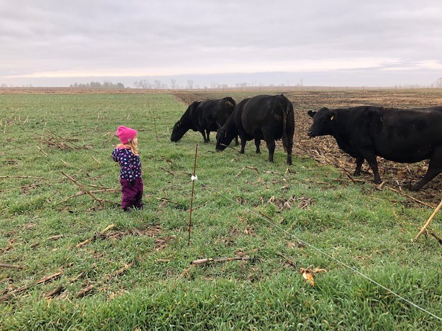 Liz Pierce's daughter watching cows graze rye in the spring