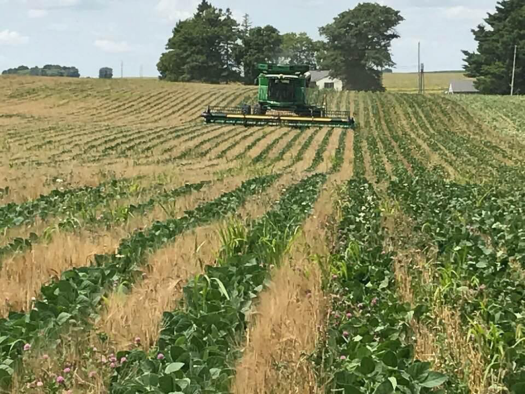 relay-cropping-helps-northeast-iowa-farmer-reach-a-lofty-goal-4r-plus