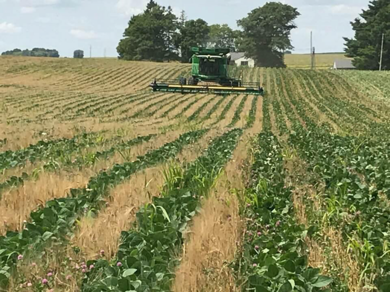 Relay Cropping Helps Northeast Iowa Farmer Reach a Lofty Goal - 4R Plus