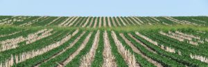 Iowa Nutrient Reduction Strategy for Farms