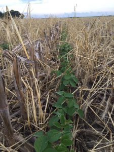 Soybean cover crops
